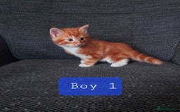 Norwegian Forest Cat cats for sale: Norwegian forest cross kittens - Image 10