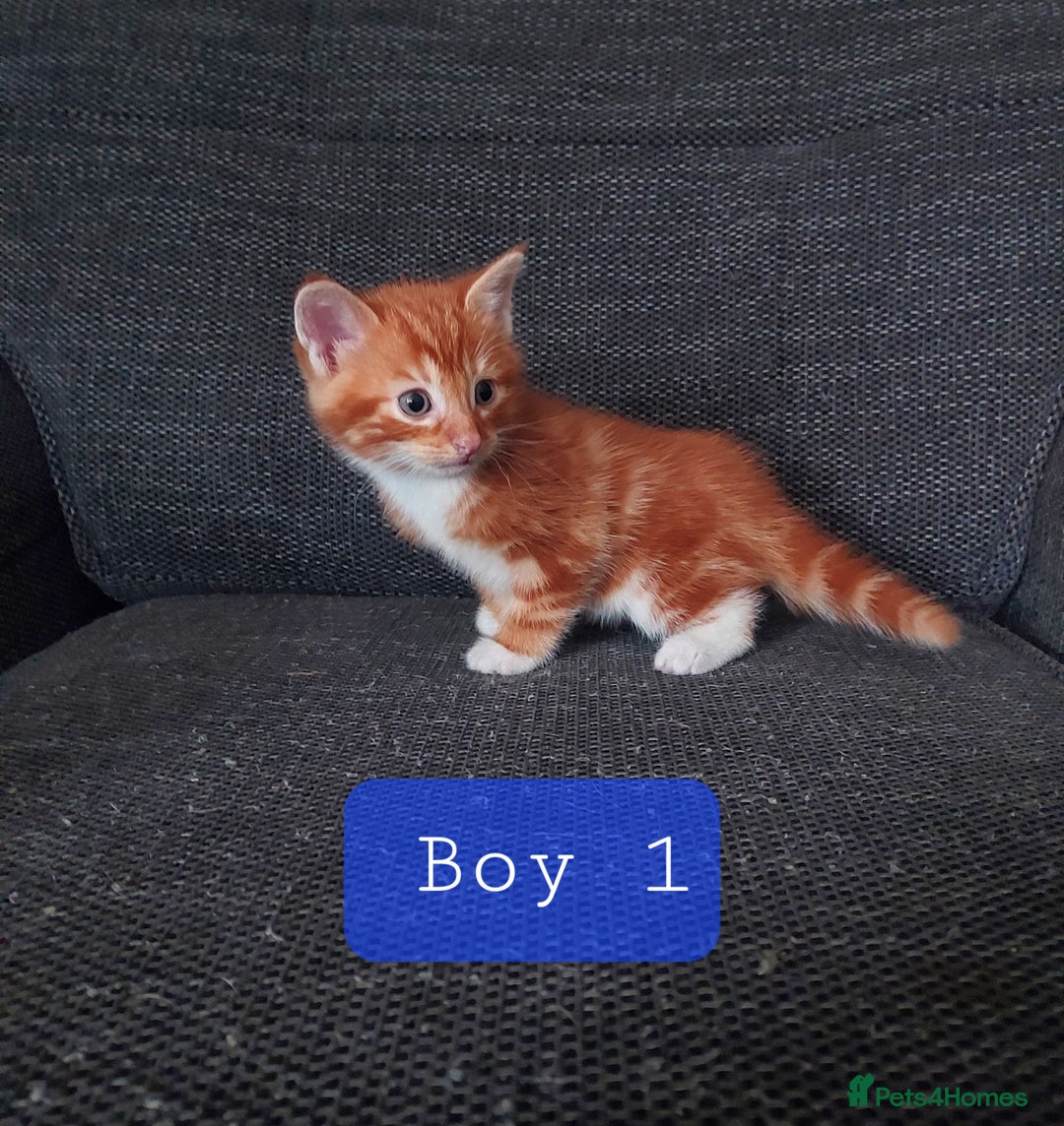 Norwegian Forest Cat cats for sale: Norwegian forest cross kittens - Image 10
