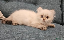 Scottish Fold cats for sale: Excellent Scottish fold kittens  - Image 5