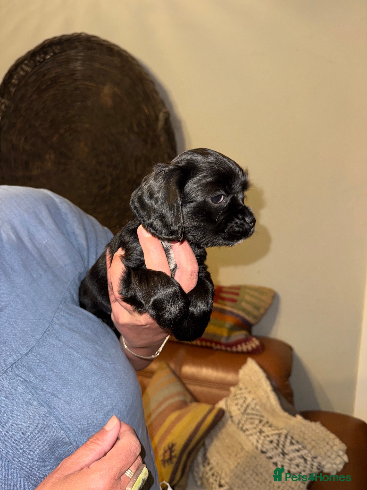 Mixed Breed dogs for sale: Stunning Colonial Cocker Spaniel Girls - Advert 4