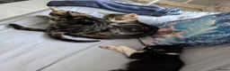 Domestic Shorthair cats for sale: Kittens in Bilston - Advert 7