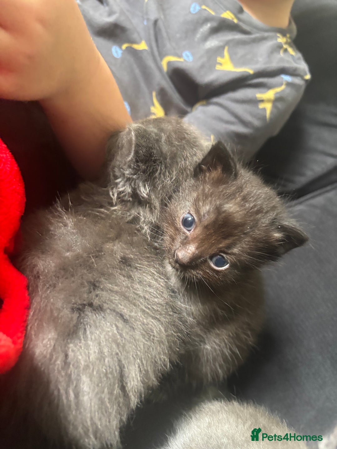 Ragdoll cats for sale: 5 Ragdoll cross babies available  - Image 3