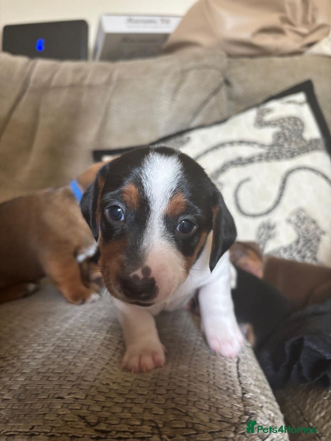 Miniature Dachshund dogs for sale: Dachshund x Jack Russell puppies (Jackshund) - Image 18
