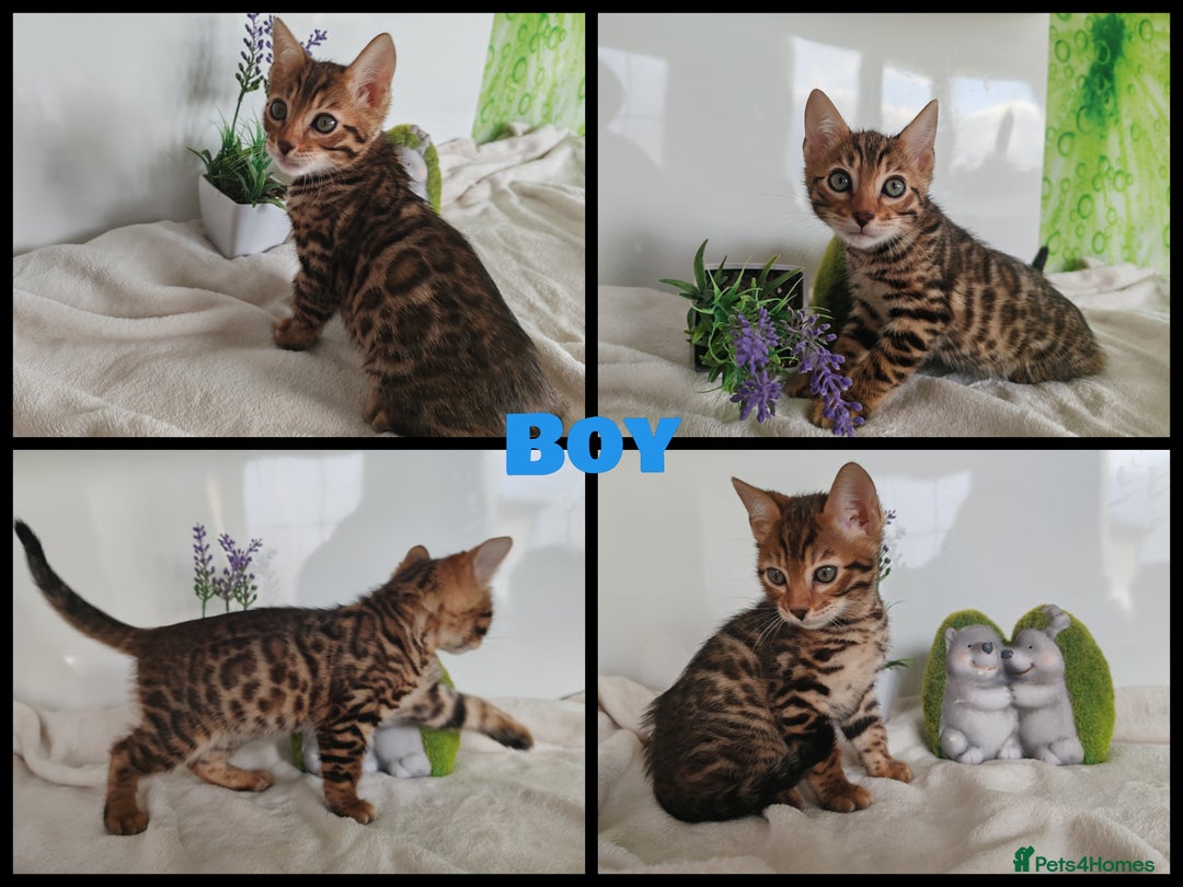 Bengal cats for sale: Bengal kittens - 2 girls and 1 boy - Advert 10