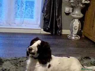 Sprocker dogs 7 sprocker pups ready now for new homes - Advert 4