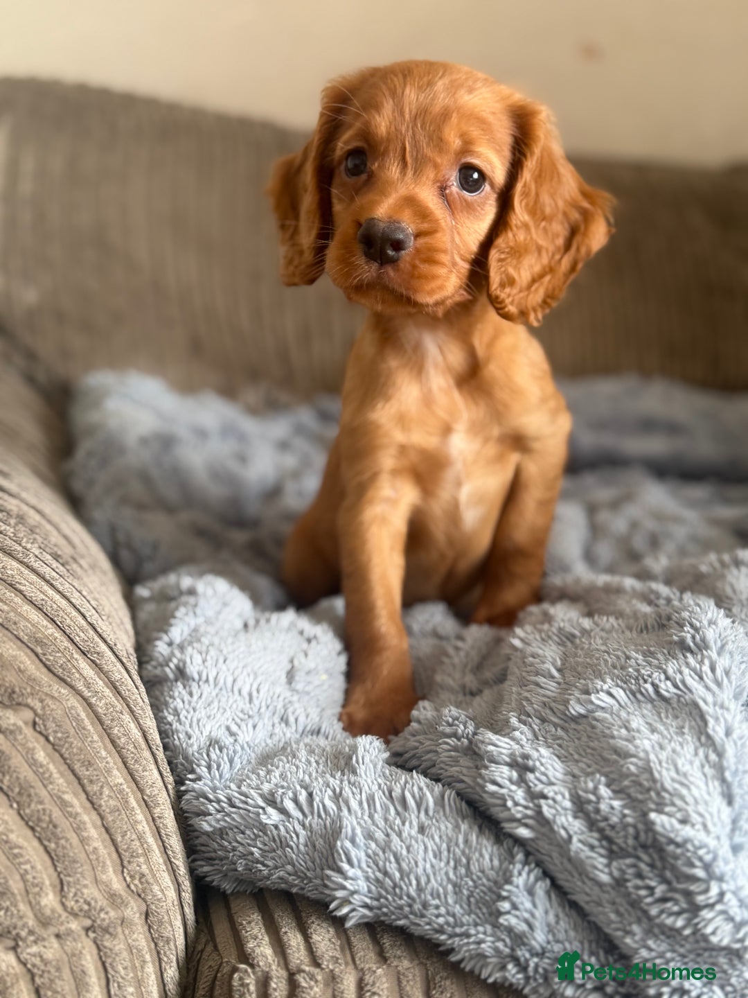 Cocker Spaniel dogs for sale: Stunning kc reg cocker spaniels READY TO LEAVE NOW - Image 9