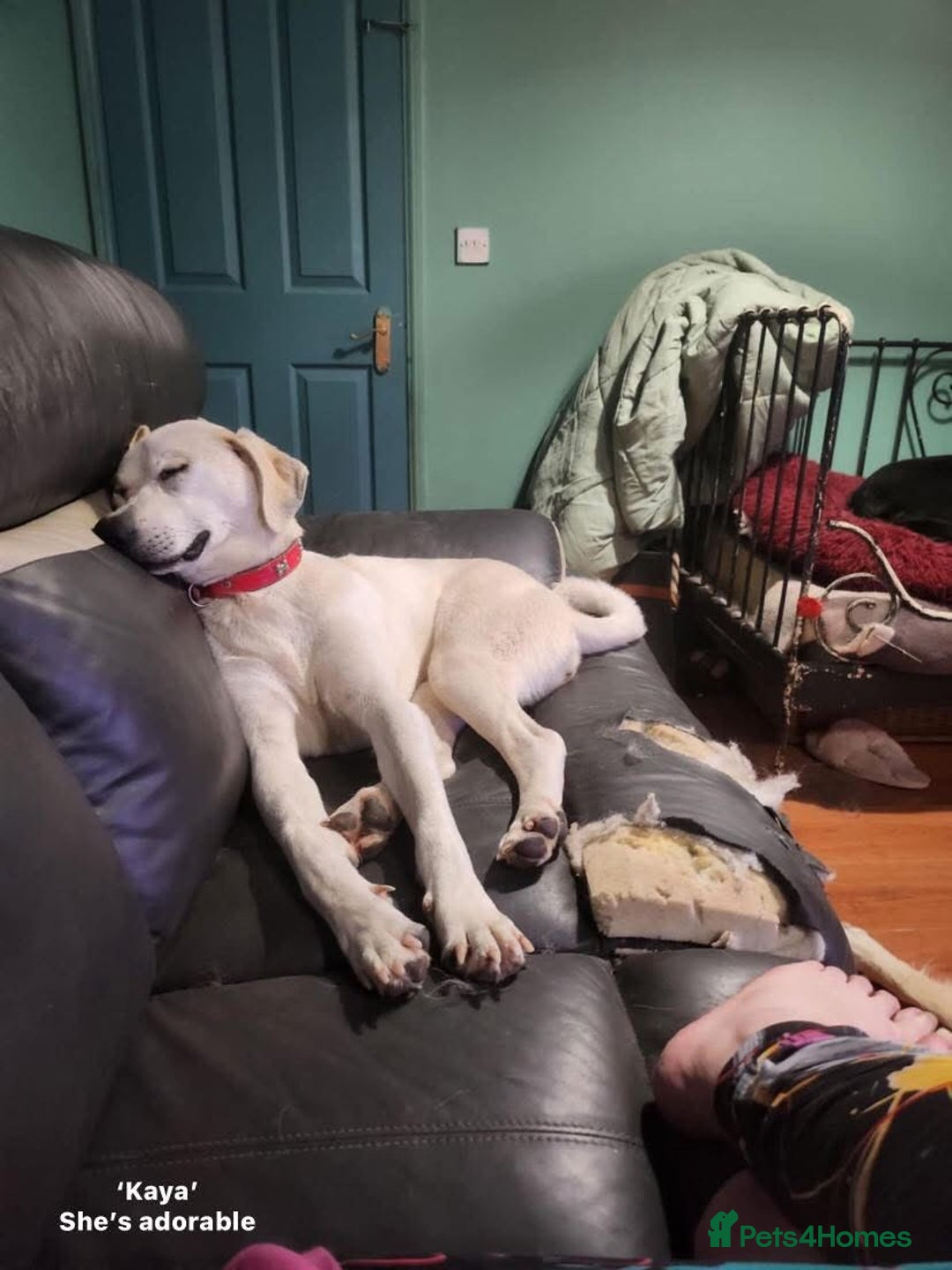 Mixed Breed dogs for adoption: Kaya, 2 years approx. Available for adoption. in Brixham - Image 4