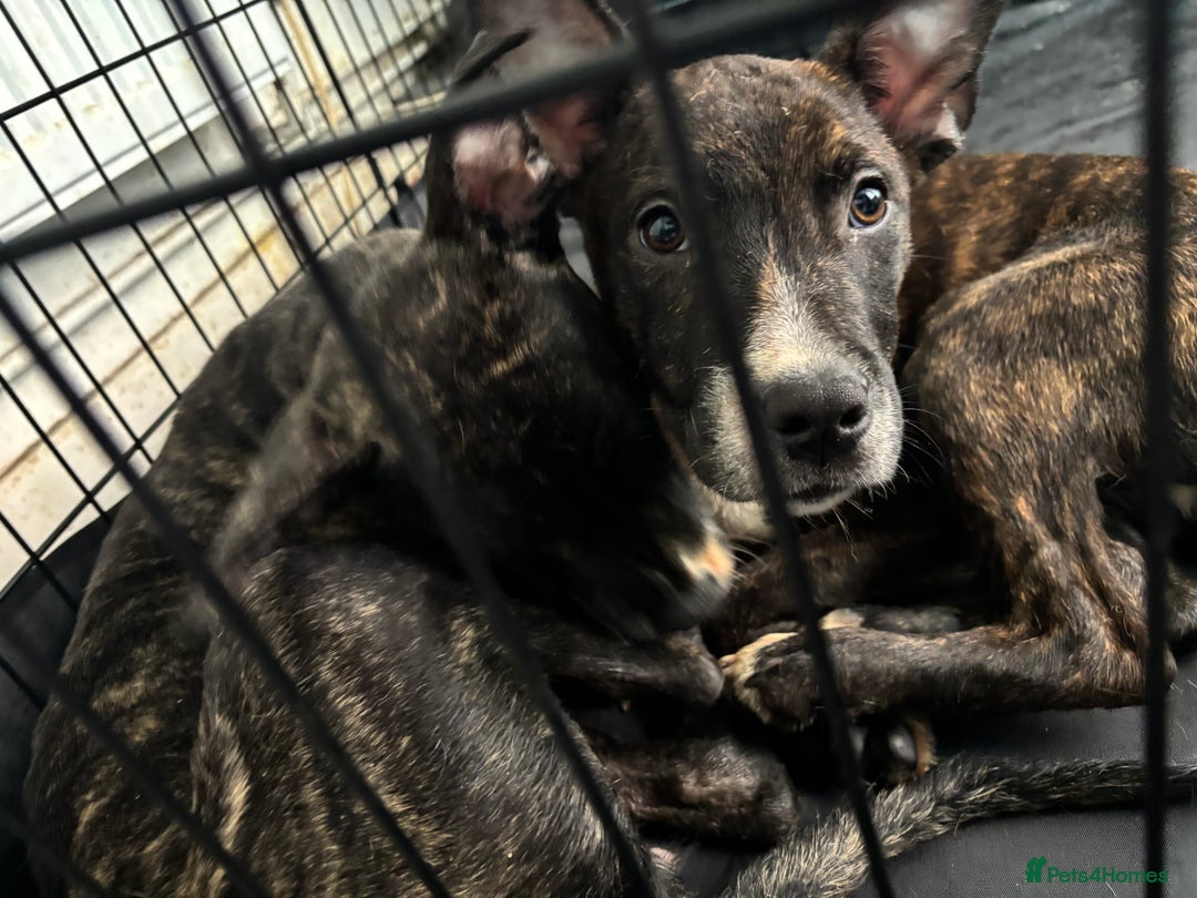 Mixed Breed dogs for sale: 2 loving bullstaffs for sale.  - Image 2