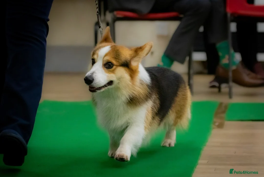 Welsh Corgi Pembroke dogs for stud: Kc reg Serbian import for stud in Blackwood - Advert 5