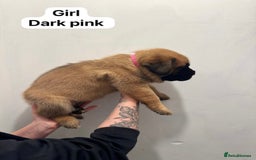 Mixed Breed dogs for sale: Puppies  - Image 5