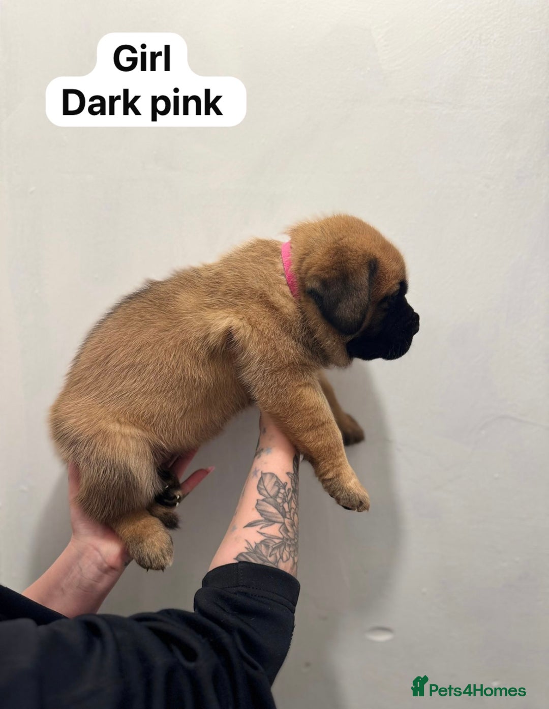 Mixed Breed dogs for sale: Puppies  - Image 5