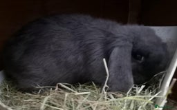 Mini Lop rabbits for sale: Stunning 2x mini lop and mini lop x lionhead - Image 3