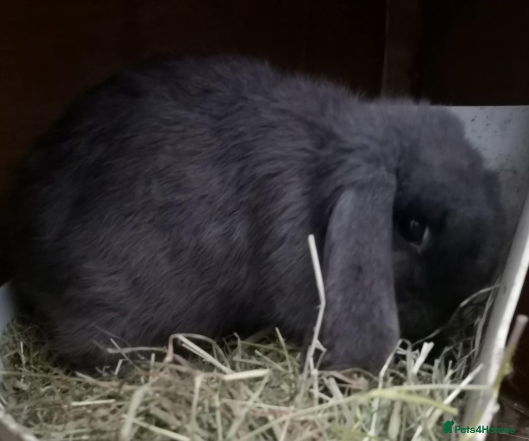 Mini Lop rabbits for sale: Stunning 2x mini lop and mini lop x lionhead - Image 3