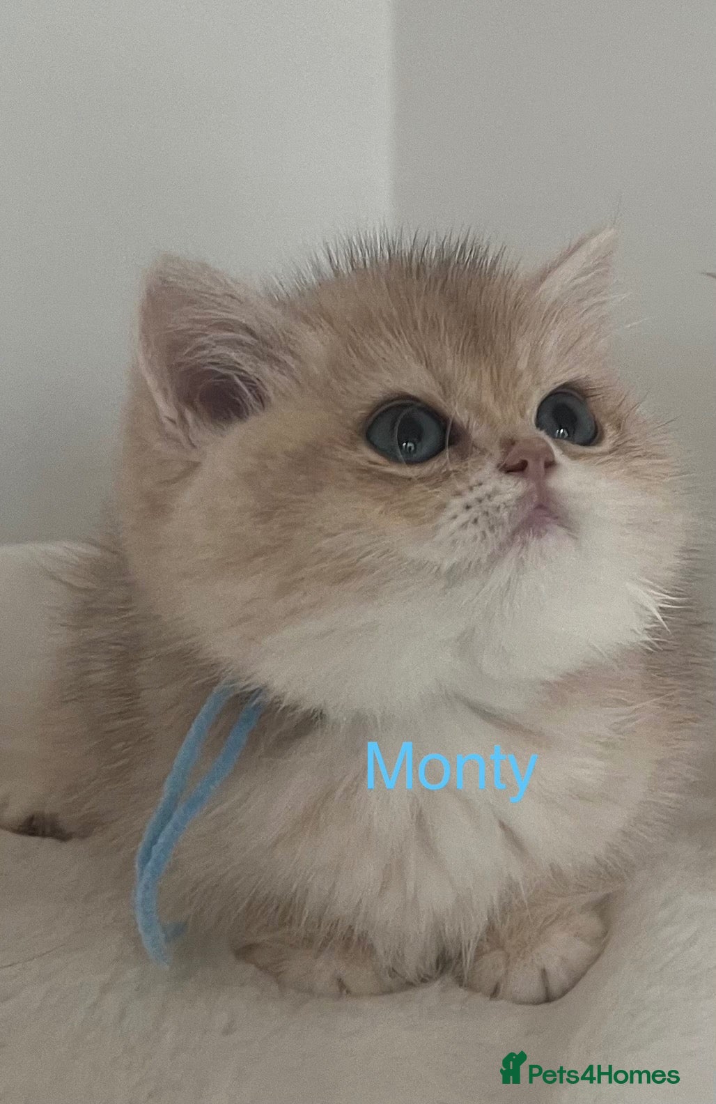 British Shorthair cats ✨ Beautiful Golden Ny/Cy/Ay kittens ✨ - Advert 6