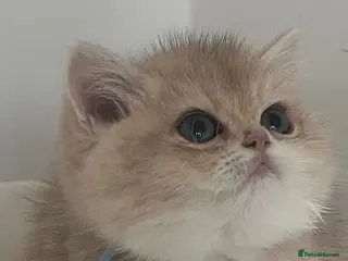 British Shorthair cats ✨ Beautiful Golden Ny/Cy/Ay kittens ✨ - Advert 6