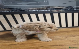 Cockapoo dogs for sale: Six Little Cockapoo Stars Ready to Shine   - Image 10