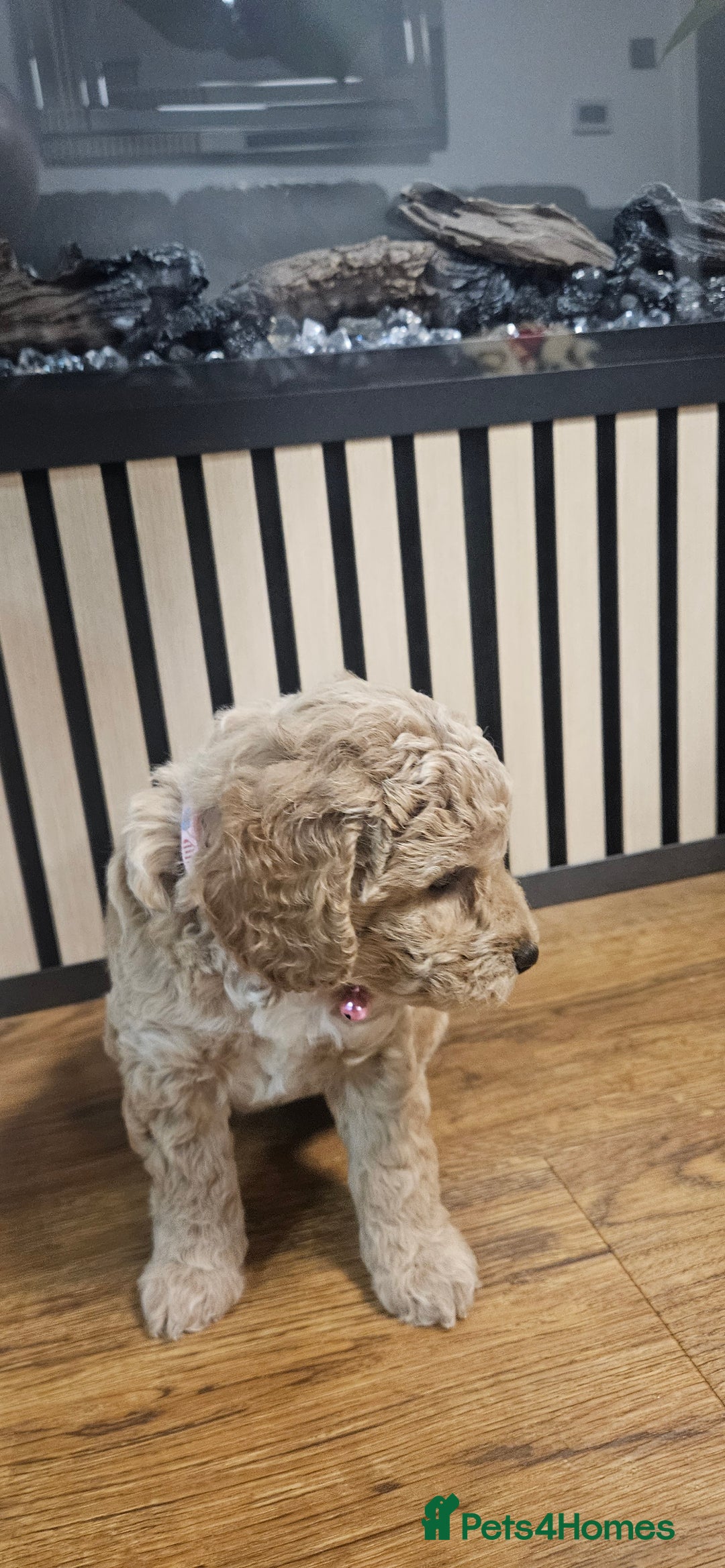 Cockapoo dogs for sale: Six Little Cockapoo Stars Ready to Shine   - Image 10