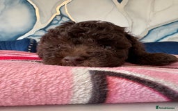 Toy Poodle dogs for sale: 1 Male & 1 Female Toy Poodle - Image 8