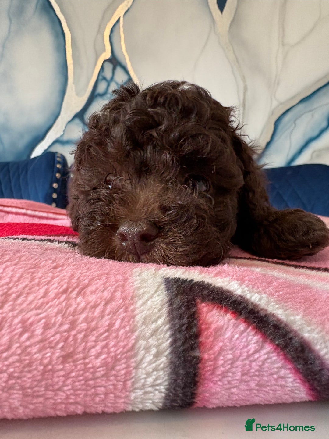 Toy Poodle dogs for sale: 1 Male & 1 Female Toy Poodle - Image 8