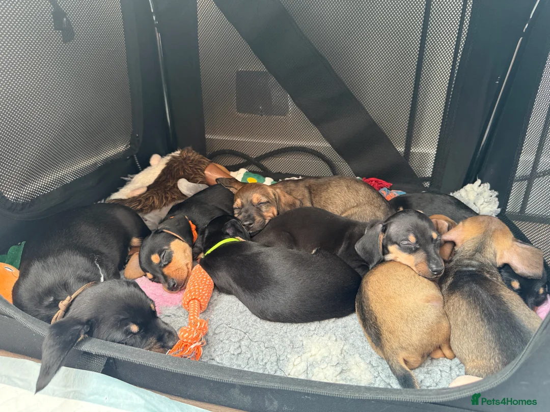 Dachshund dogs for sale: Tweenie Dachshunds  - Advert 2