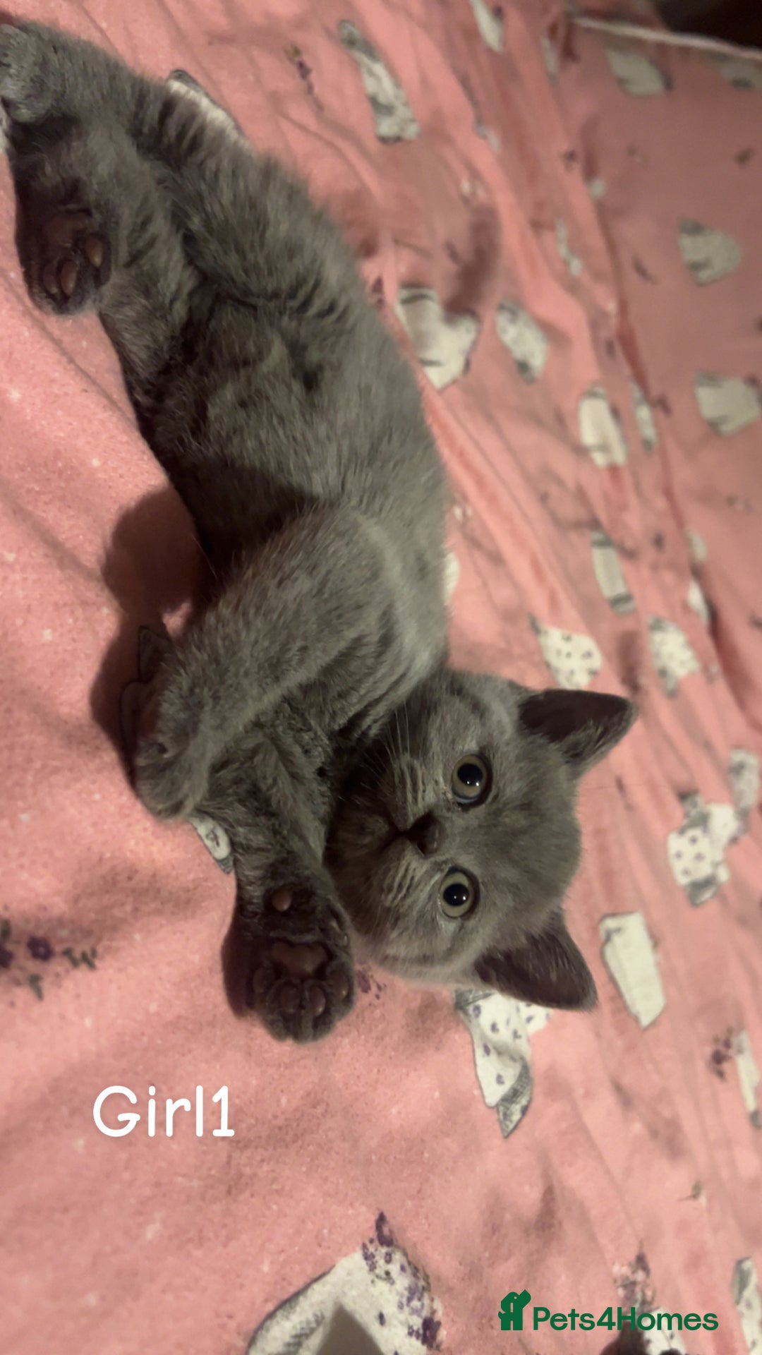 British Shorthair cats for sale: Beautiful BSH Kittens / GCCF registered  - Advert 5