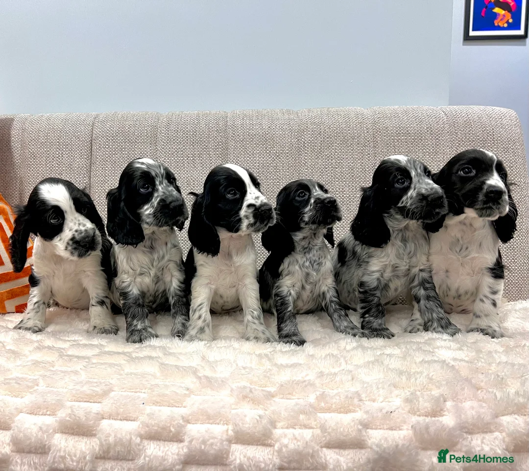 Cocker Spaniel dogs for sale: Show Type Cocker Spaniel Puppies  - Advert 1