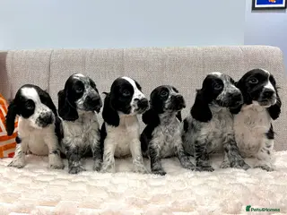 Cocker Spaniel dogs Show Type Cocker Spaniel Puppies - Advert 6