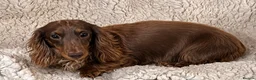 Miniature Dachshund dogs for sale: 5*Licensed+ LongHaired+KCreg+PraClear+Vetchecked - Advert 15