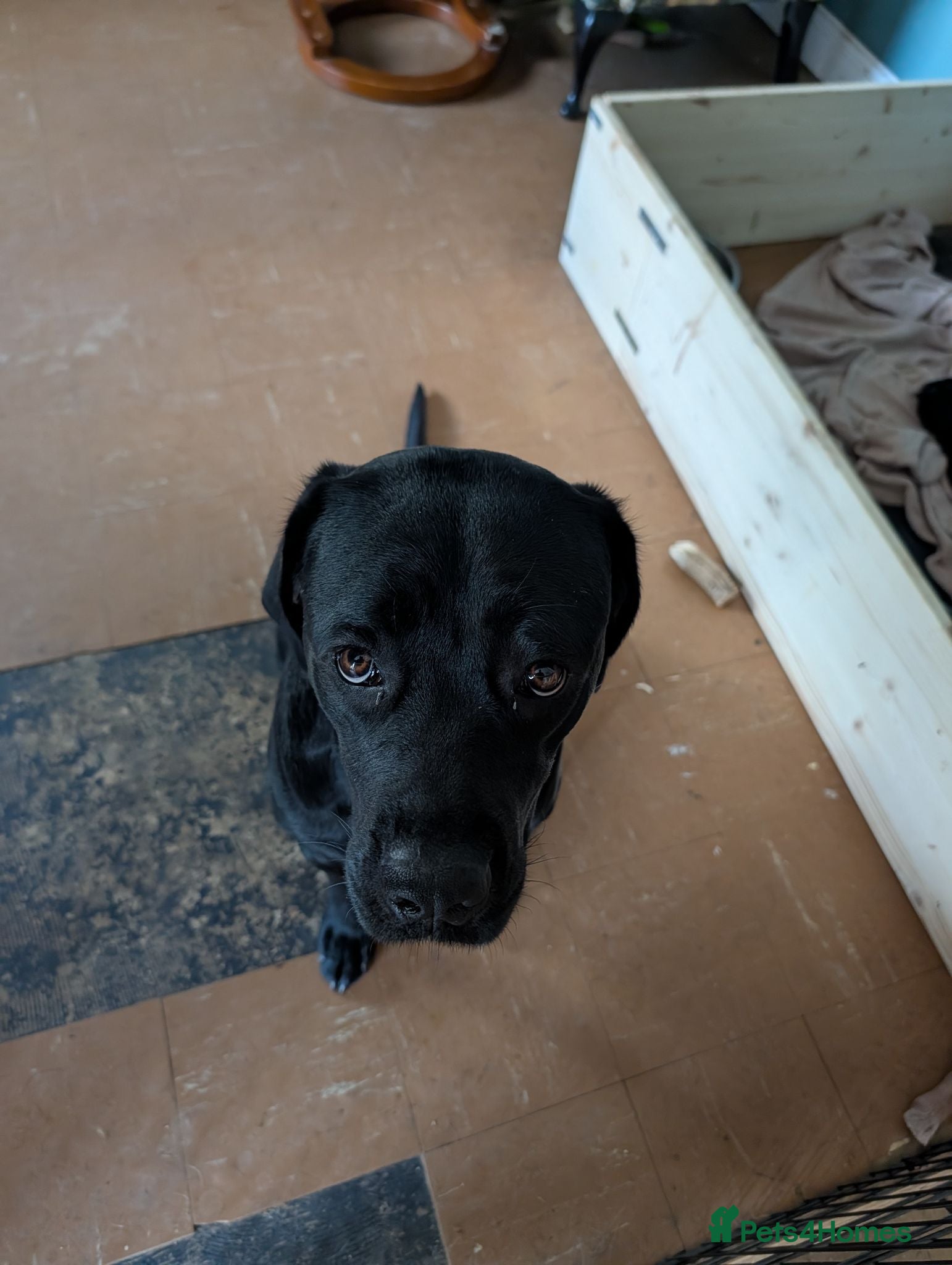 Cane Corso dogs Cane corso puppies - Advert 8