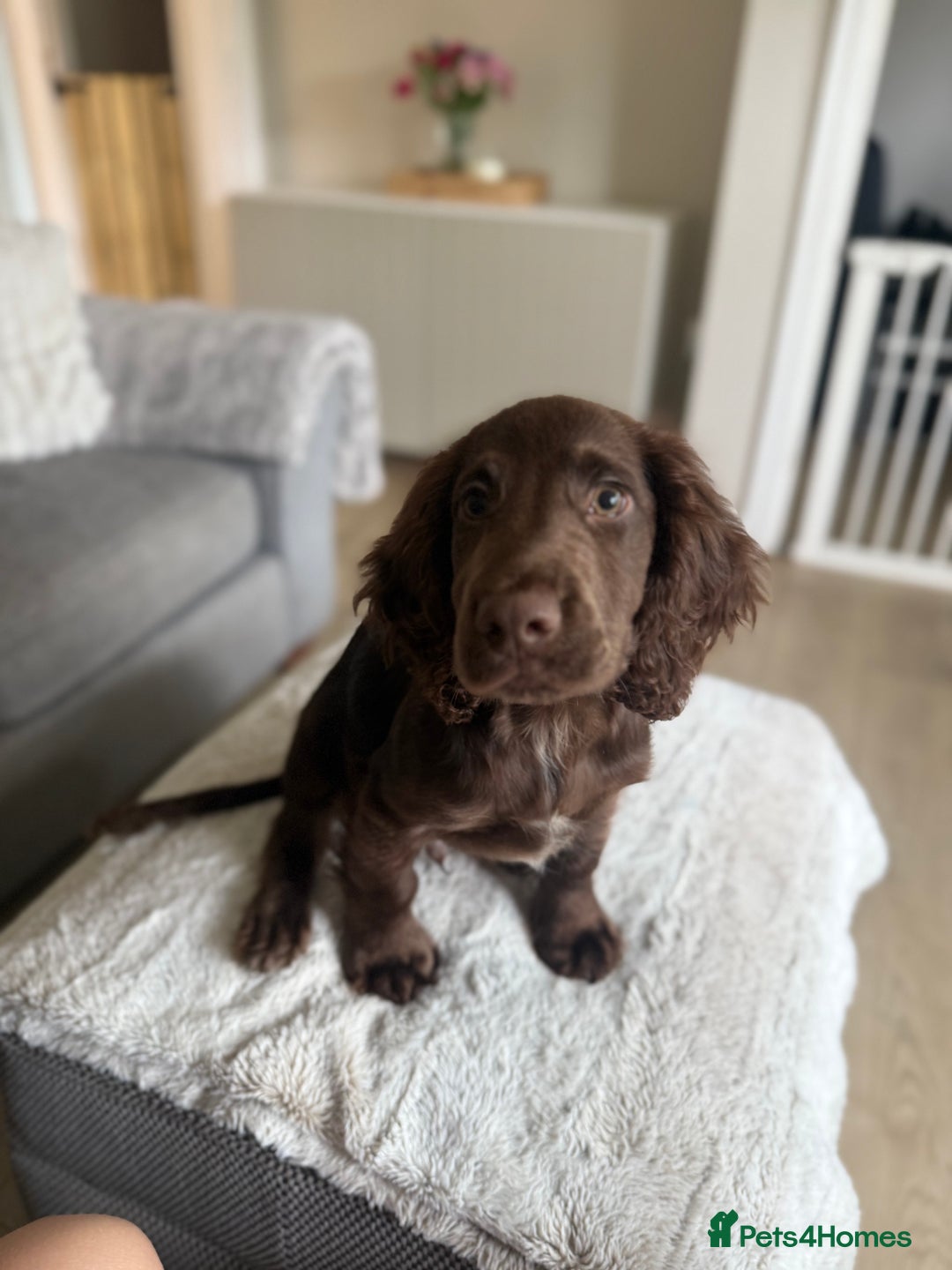 Cocker Spaniel dogs for sale: Cocker Spaniel Puppy - Advert 6