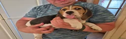 Beagle dogs for sale: Beagle puppies for sale  - Advert 3