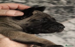 Presa Canario dogs for sale: Presa Canario pups  - Image 3