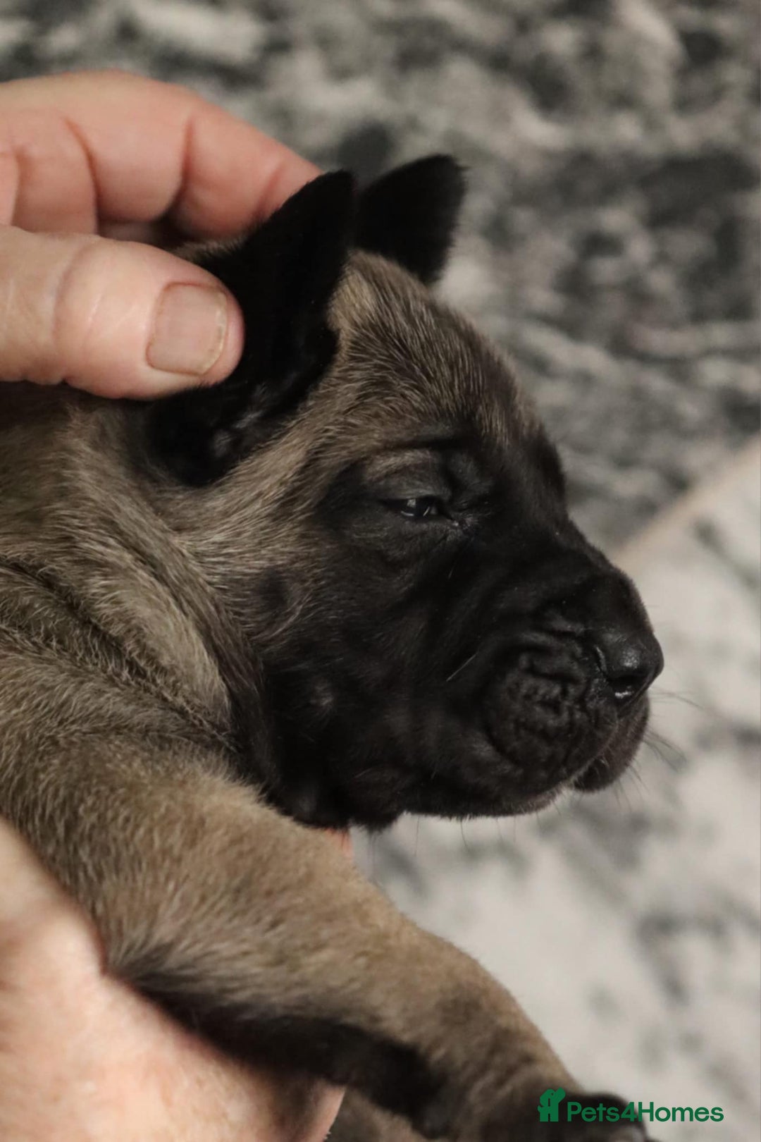 Presa Canario dogs for sale: Presa Canario pups  - Image 3