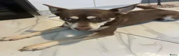 Mixed Breed dogs for sale: Husky X Staffy Unique Dog - Advert 7