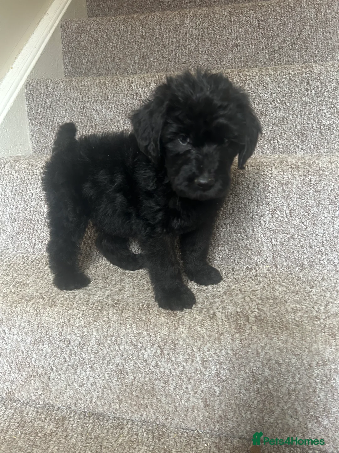 Labradoodle dogs for sale: F1 Labradoobles puppy’s ❤️💙 - Advert 14