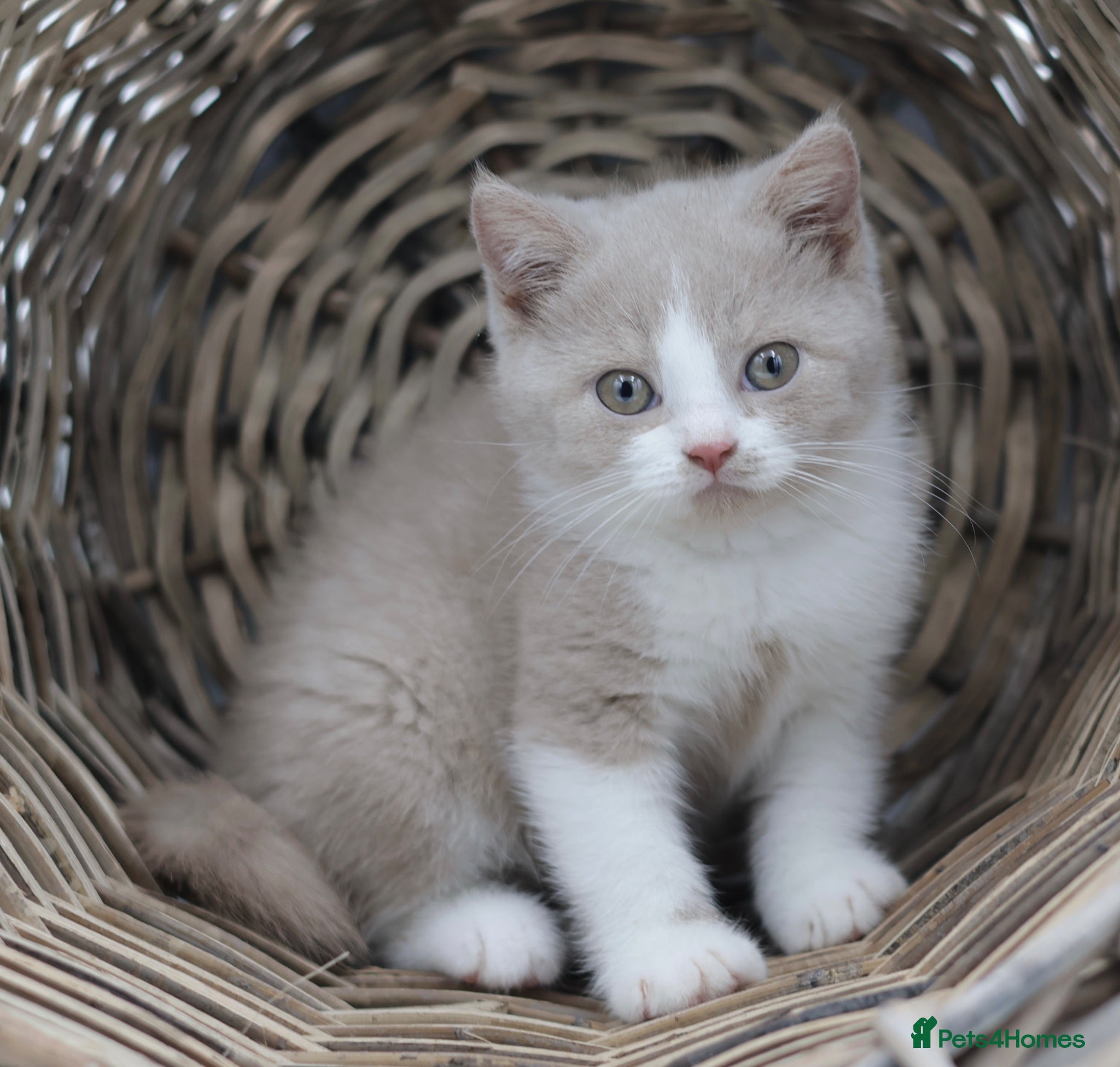 British Shorthair cats PEDIGREE REGISTERED CHUNKY BRITISH SHORTHAIRS - Advert 2