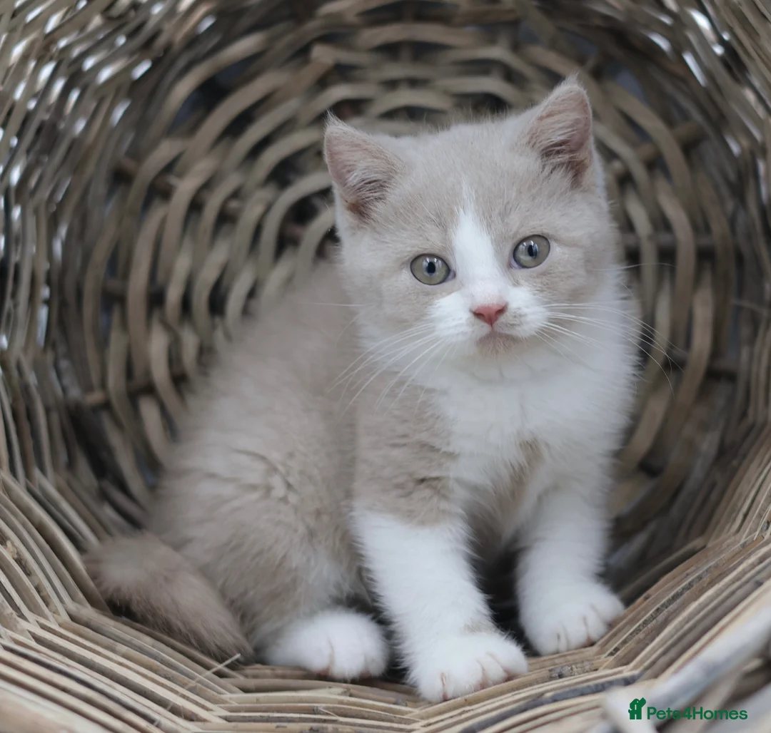 British Shorthair cats for sale: PEDIGREE REGISTERED CHUNKY BRITISH SHORTHAIRS - Advert 2