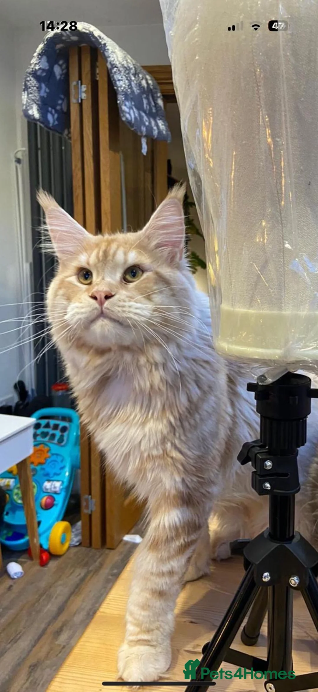 Maine Coon cats for sale: Maine coon kittens  - Advert 4