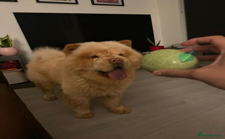 Chow Chow dogs The most lovely Chow Chow for Stud - Advert 1