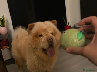 Chow Chow dogs The most lovely Chow Chow for Stud - Advert 1