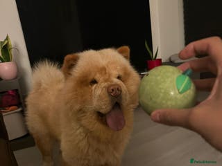 Chow Chow dogs The most lovely Chow Chow for Stud - Advert 6