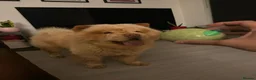 Chow Chow dogs for stud: The most lovely Chow Chow for Stud - Advert 1
