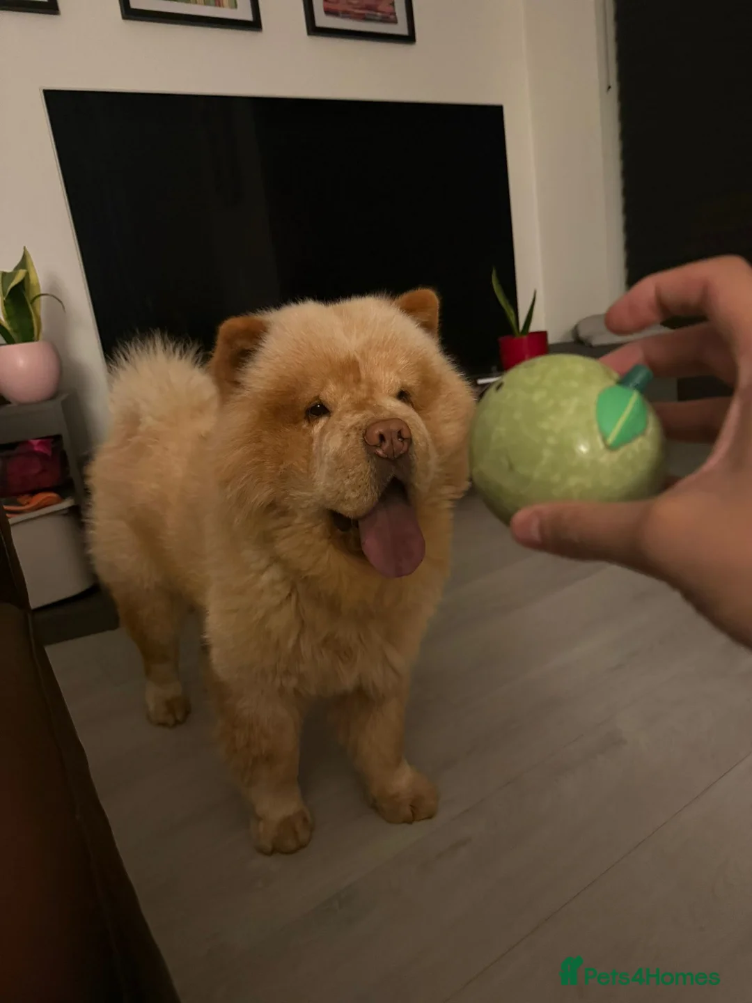 Chow Chow dogs for stud: The most lovely Chow Chow for Stud - Advert 1