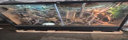 Monitor reptiles for sale: Black Tree Monitor  in Guildford - Advert 1