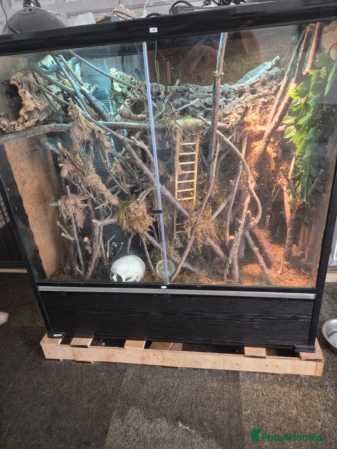 Monitor reptiles for sale: Black Tree Monitor  in Guildford - Advert 1