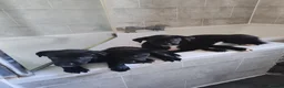 Borador dogs for sale: 2 10 week old Collie Labradour cross girls - Advert 14