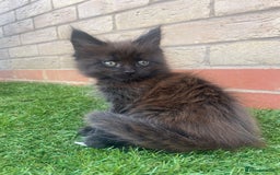 Maine Coon cats for sale: Big maine coon kittens  - Image 4