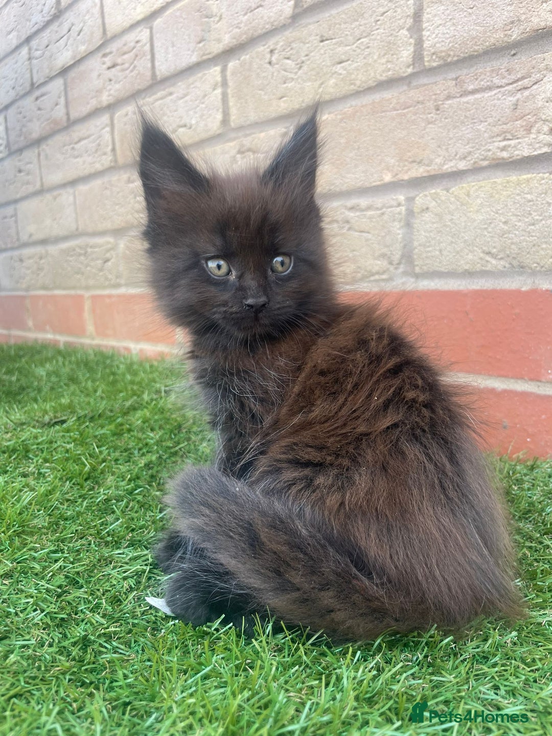 Maine Coon cats for sale: Big maine coon kittens  - Image 4