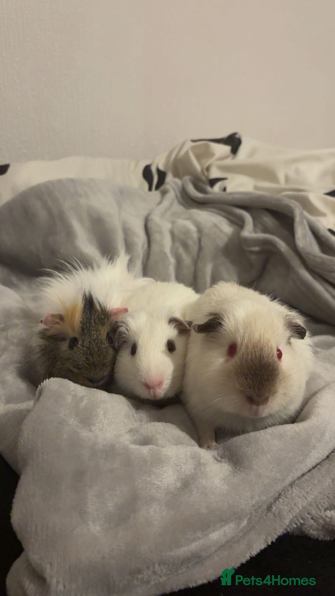 Guinea Pig rodents 3 bonded guinea pigs with cage etc  - Advert 2