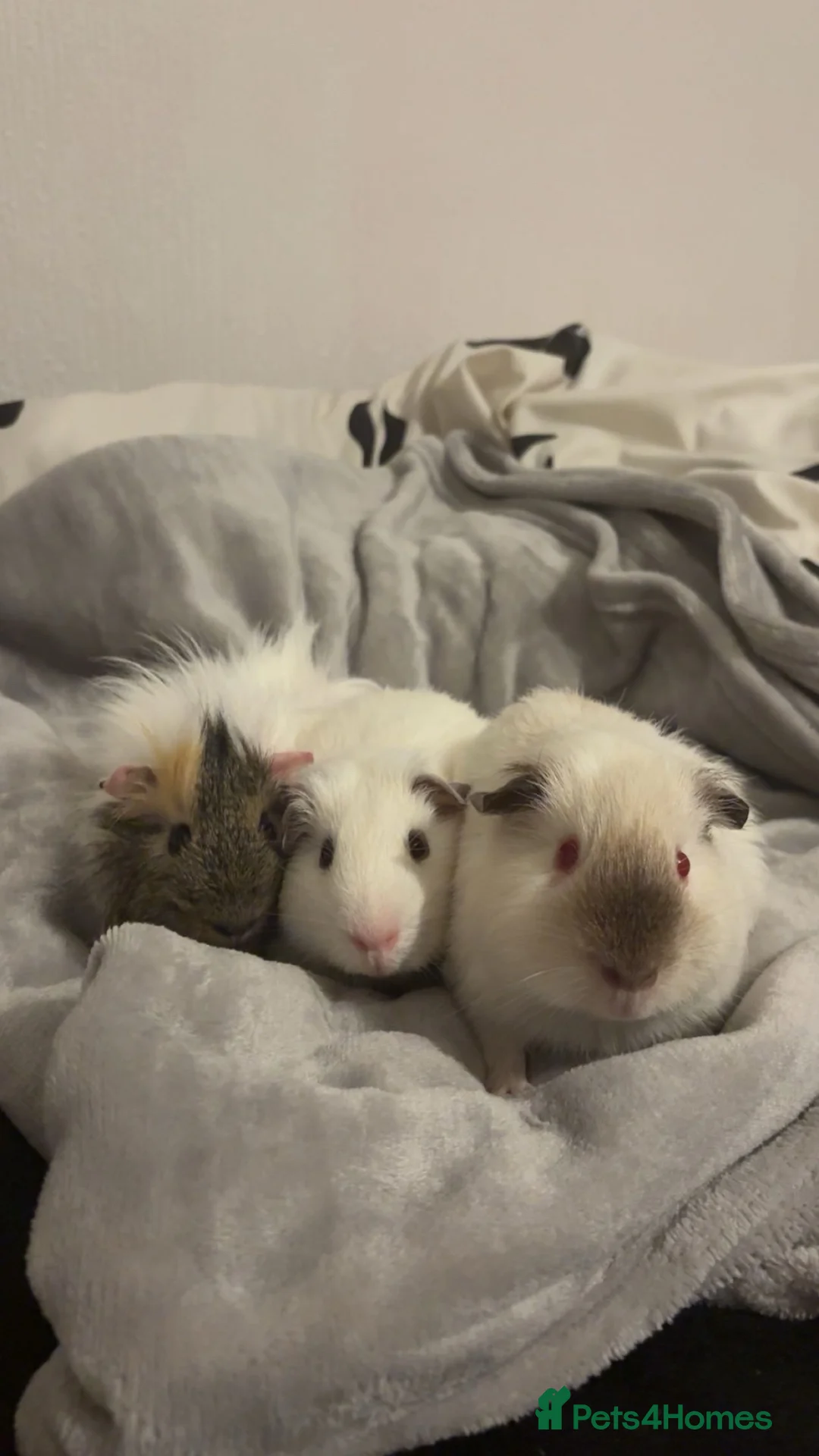 Guinea Pig rodents for sale: 3 bonded guinea pigs with cage etc  - Advert 2